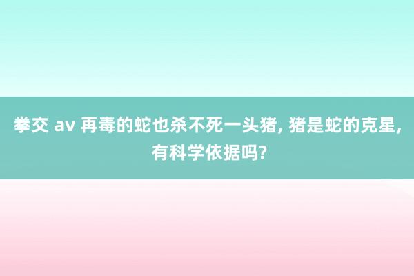 拳交 av 再毒的蛇也杀不死一头猪， 猪是蛇的克星， 有科学依据吗?