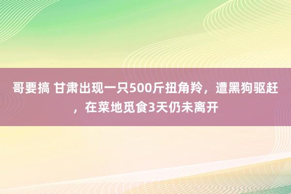 哥要搞 甘肃出现一只500斤扭角羚，遭黑狗驱赶，在菜地觅食3天仍未离开