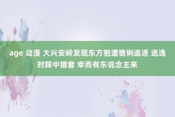 age 动漫 大兴安岭发现东方狍遭猞猁追逐 逃逸时踩中猎套 幸而有东说念主来