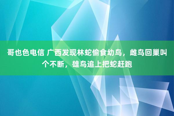 哥也色电信 广西发现林蛇偷食幼鸟，雌鸟回巢叫个不断，雄鸟追上把蛇赶跑